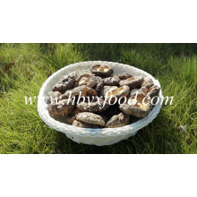 Getrockneter Shiitake-Pilz (Glatte Kappe)